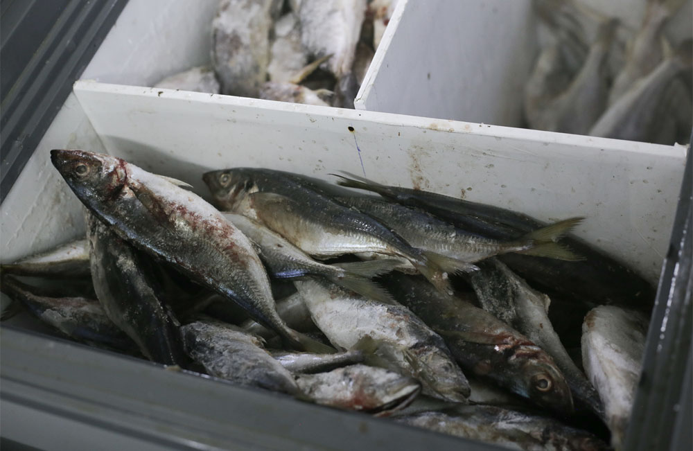 poissons